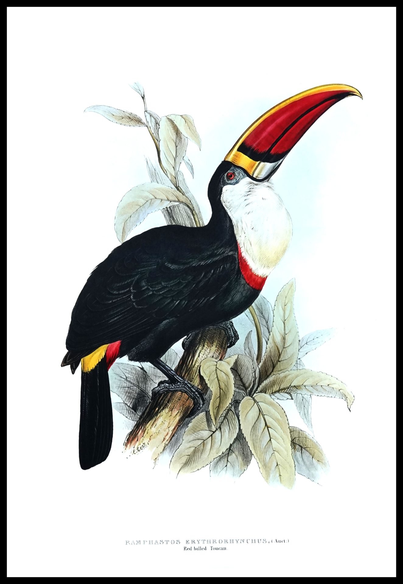 ALP B14027 Red Billed Toucan (Antique Prints)